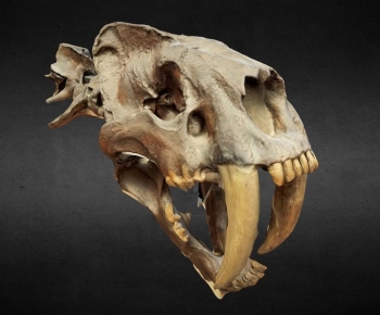 Modern Animal-ID:488094094