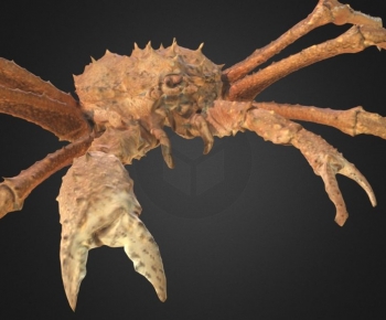 Modern Animal-ID:949337014