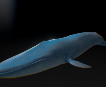 Modern Aquatic Animals-ID:418452984