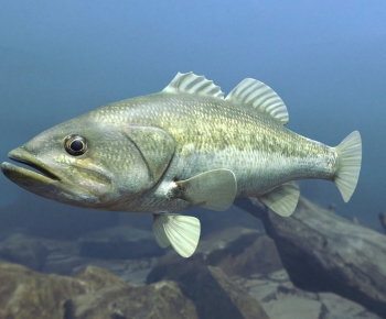 Modern Animal-ID:744306092