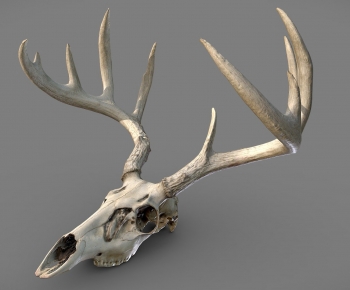 Modern Animal-ID:658186915