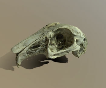 Modern Animal-ID:268127927