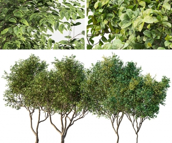 Modern Tree-ID:505908979