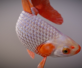 Modern Animal-ID:898063902