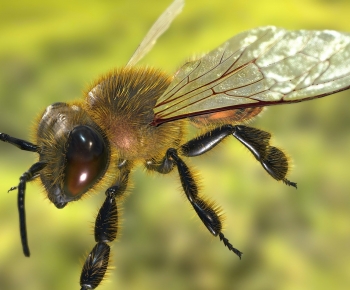 Modern Animal-ID:159418117