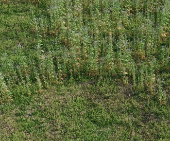 Modern The Grass-ID:383945945