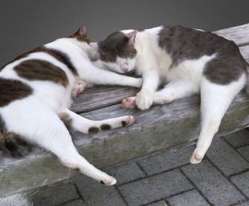 Modern Animal-ID:340111027