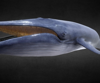 Modern Animal-ID:982134104