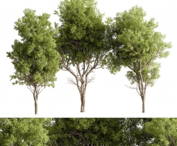 Modern Tree-ID:855701928