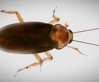 Modern Animal-ID:381620883