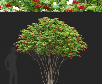 Modern Shrubbery-ID:297434093