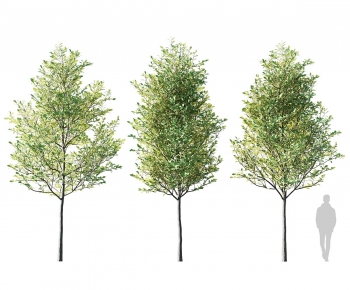 Modern Tree-ID:612576963