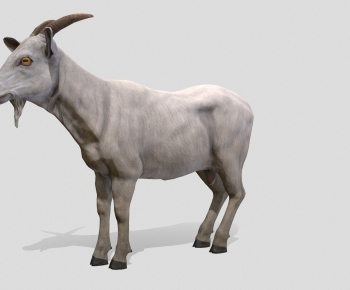 Modern Animal-ID:662504912