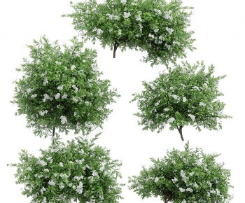 Modern Shrubbery-ID:581871039