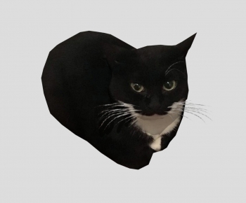 Modern Animal-ID:897324096