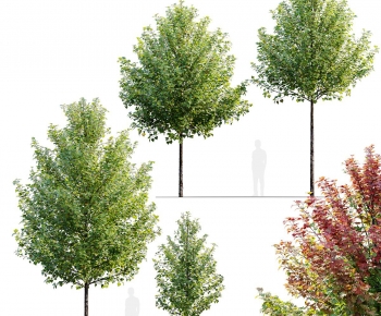 Modern Tree-ID:485569958