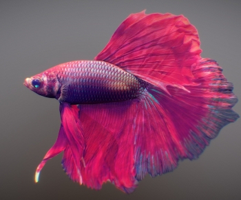 Modern Animal-ID:661551953