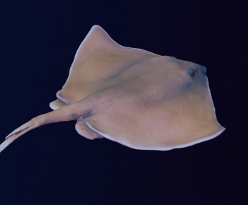 Modern Aquatic Animals-ID:438298948