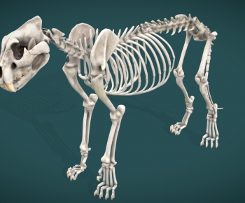 Modern Animal-ID:509851067