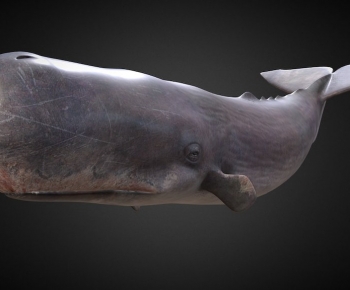 Modern Animal-ID:524857042