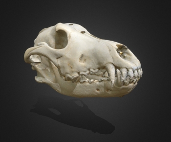 Modern Other-ID:453258046