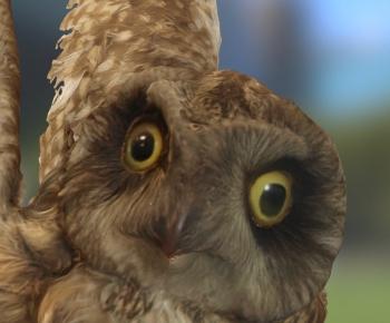 Modern Flying Animals-ID:978513009