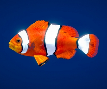 Modern Animal-ID:776721958