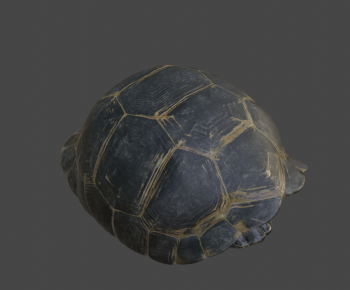 Modern Animal-ID:845661263