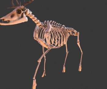 Modern Animal-ID:508892065