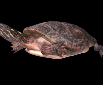 Modern Animal-ID:790433883