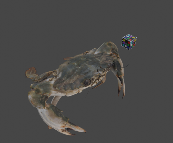 Modern Animal-ID:498359236