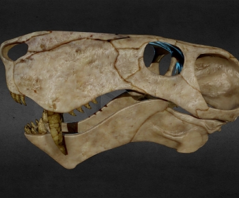 Modern Animal-ID:341032034