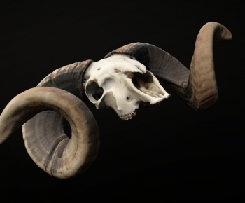 Modern Animal-ID:210227016