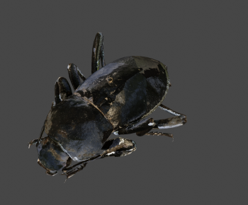 Modern Animal-ID:285170087