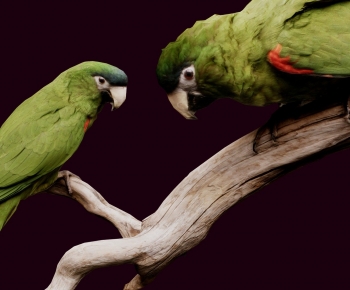 Modern Animal-ID:430999998