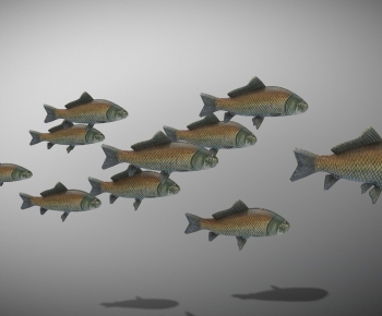 Modern Animal-ID:623538974