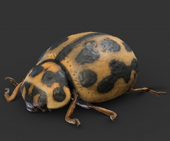 Modern Animal-ID:522567992