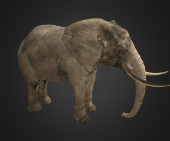 Modern Animal-ID:467401985