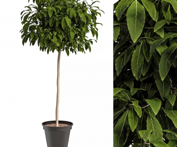 Modern Ground Green Plant Potted Plants-ID:511693004
