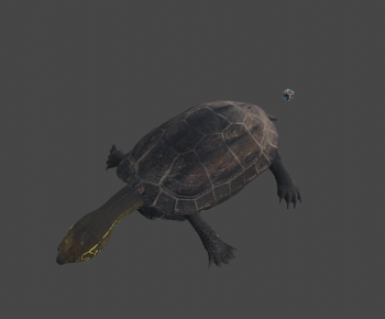 Modern Reptile-ID:516450885