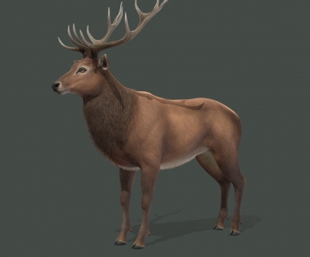 Modern Animal-ID:632667069