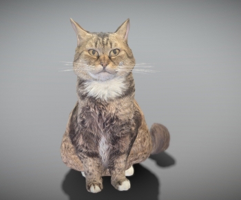 Modern Animal-ID:988669416