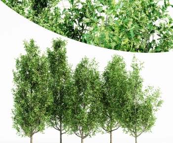 Modern Tree-ID:793059111