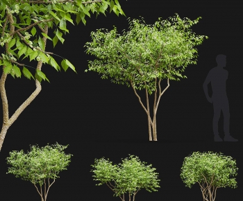 Modern Shrubbery-ID:851517926