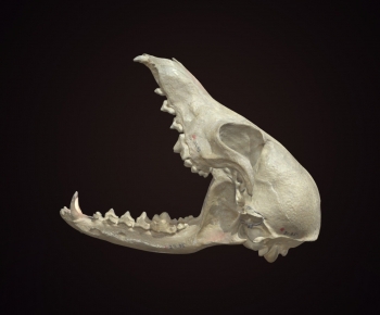 Modern Other-ID:953983075