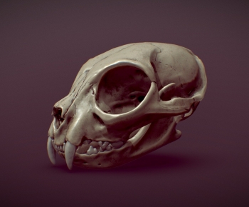 Modern Animal-ID:504610556