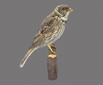 Modern Animal-ID:562119966