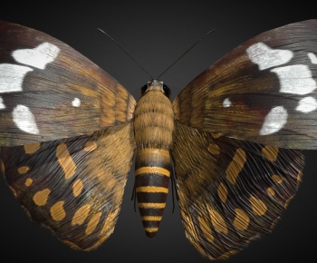 Modern Animal-ID:297920941