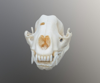 Modern Animal-ID:764688012