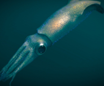 Modern Animal-ID:358240642